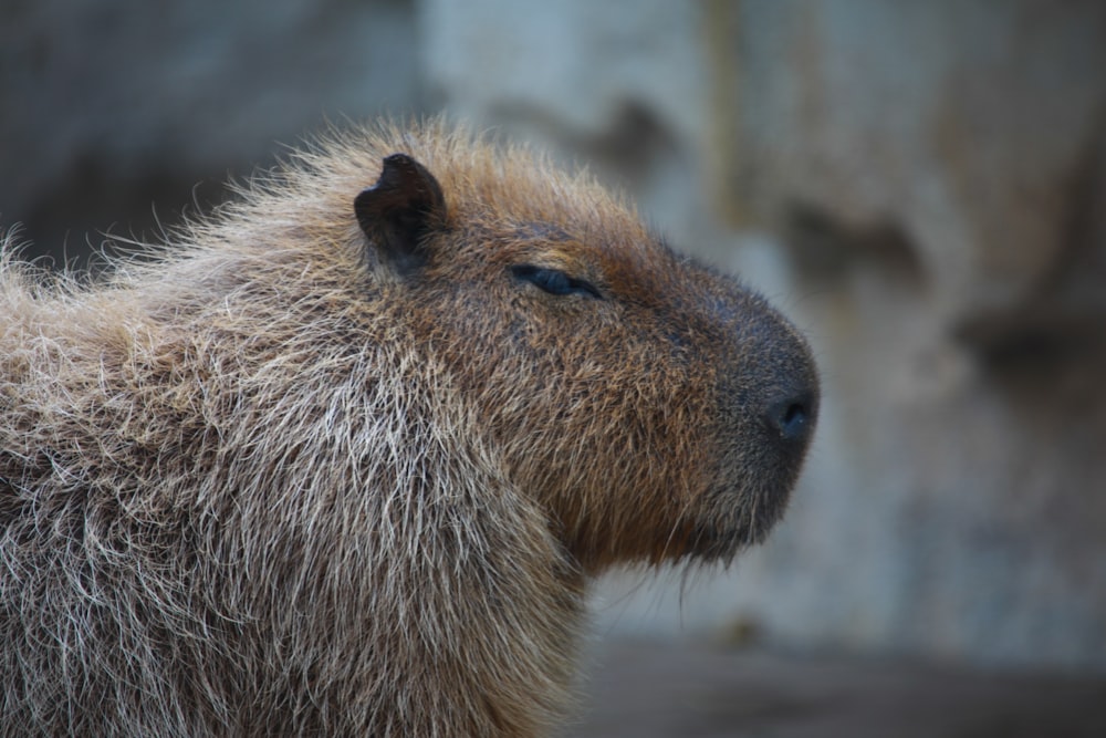 a close up of a capybara with a blurry background