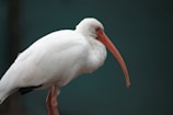 A white bird with a long, curved orange beak perches gracefully against a dark green background. The bird's feathers are fluffy and pristine, and its legs are a muted pink.