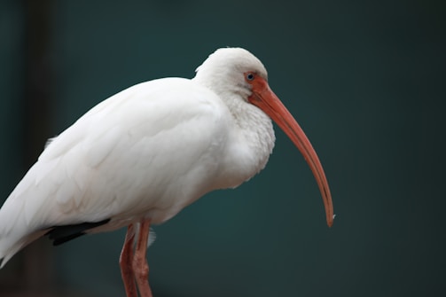 A white bird with a long, curved orange beak perches gracefully against a dark green background. The bird's feathers are fluffy and pristine, and its legs are a muted pink.