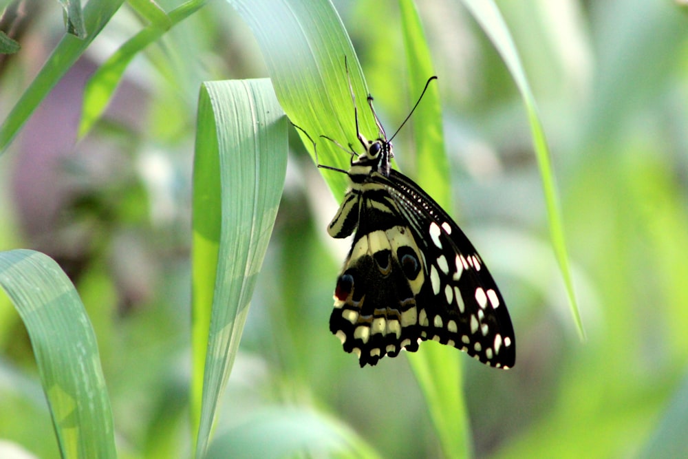 a black and white butterfly sitting on top of a green plant