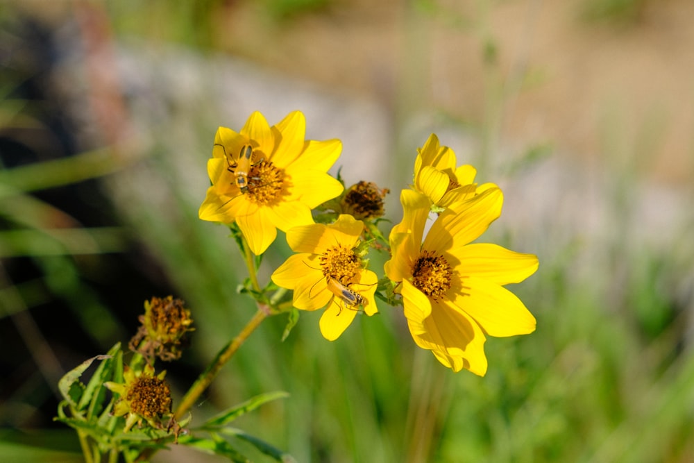 a group of yellow flowers sitting on top of a lush green field