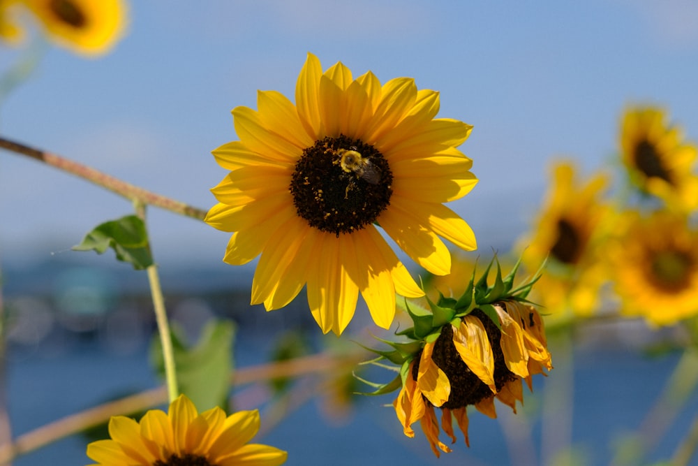 a bunch of sunflowers with a bee on them