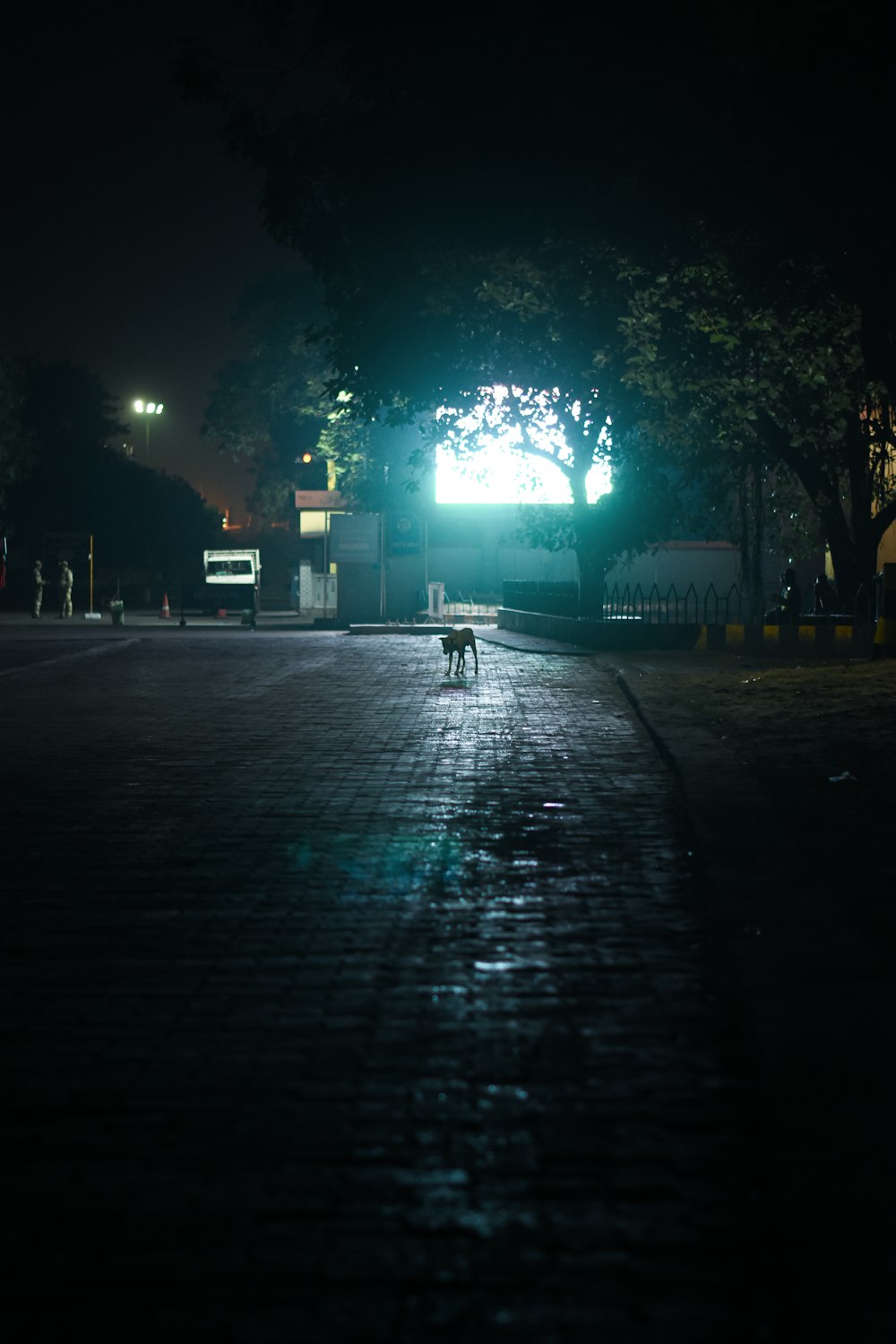a dog walking down a street at night