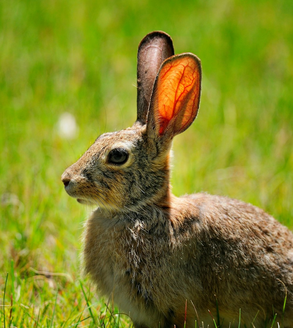 a small rabbit sitting on top of a lush green field