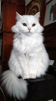 A fluffy white cat wearing a custom bow tie sitting elegantly on a wooden chair.