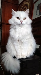 A fluffy white cat lounging comfortably on a modern gray sofa with a calm expression
