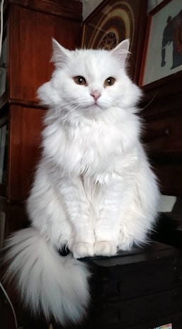 A fluffy white cat lounging comfortably on a modern gray sofa with a calm expression
