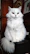 A fluffy white cat calmly sitting on a grooming table with a soft towel.