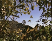 a view through the leaves of a tree with a bridge in the background