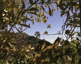 a view through the leaves of a tree with a bridge in the background