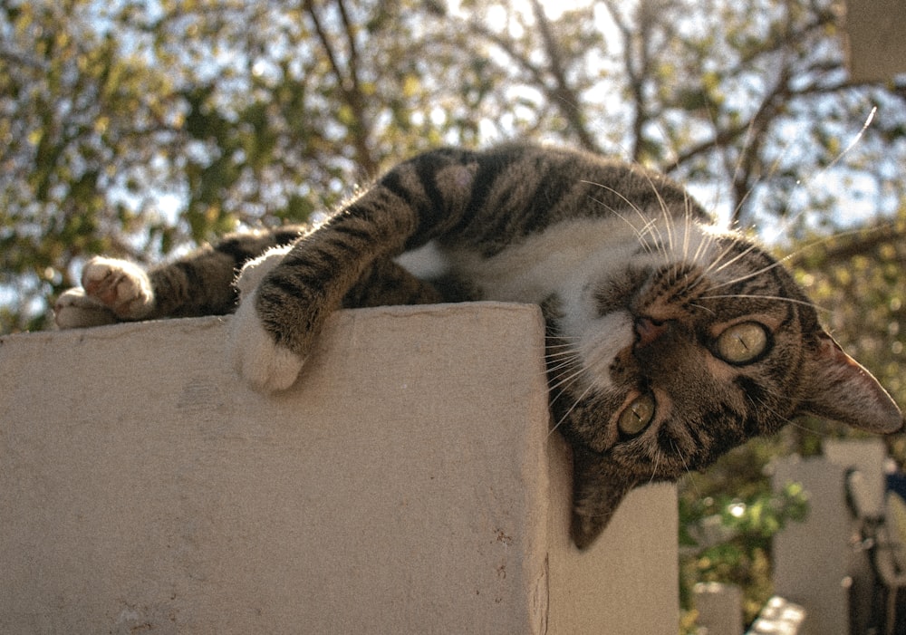 a cat laying on top of a cement block