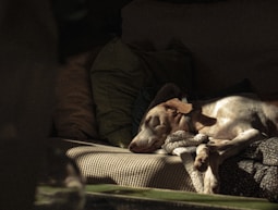 a dog laying on a couch with a stuffed animal