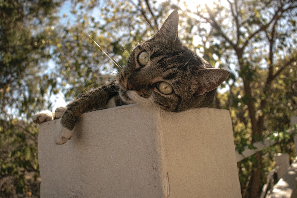 a cat laying on top of a cement block