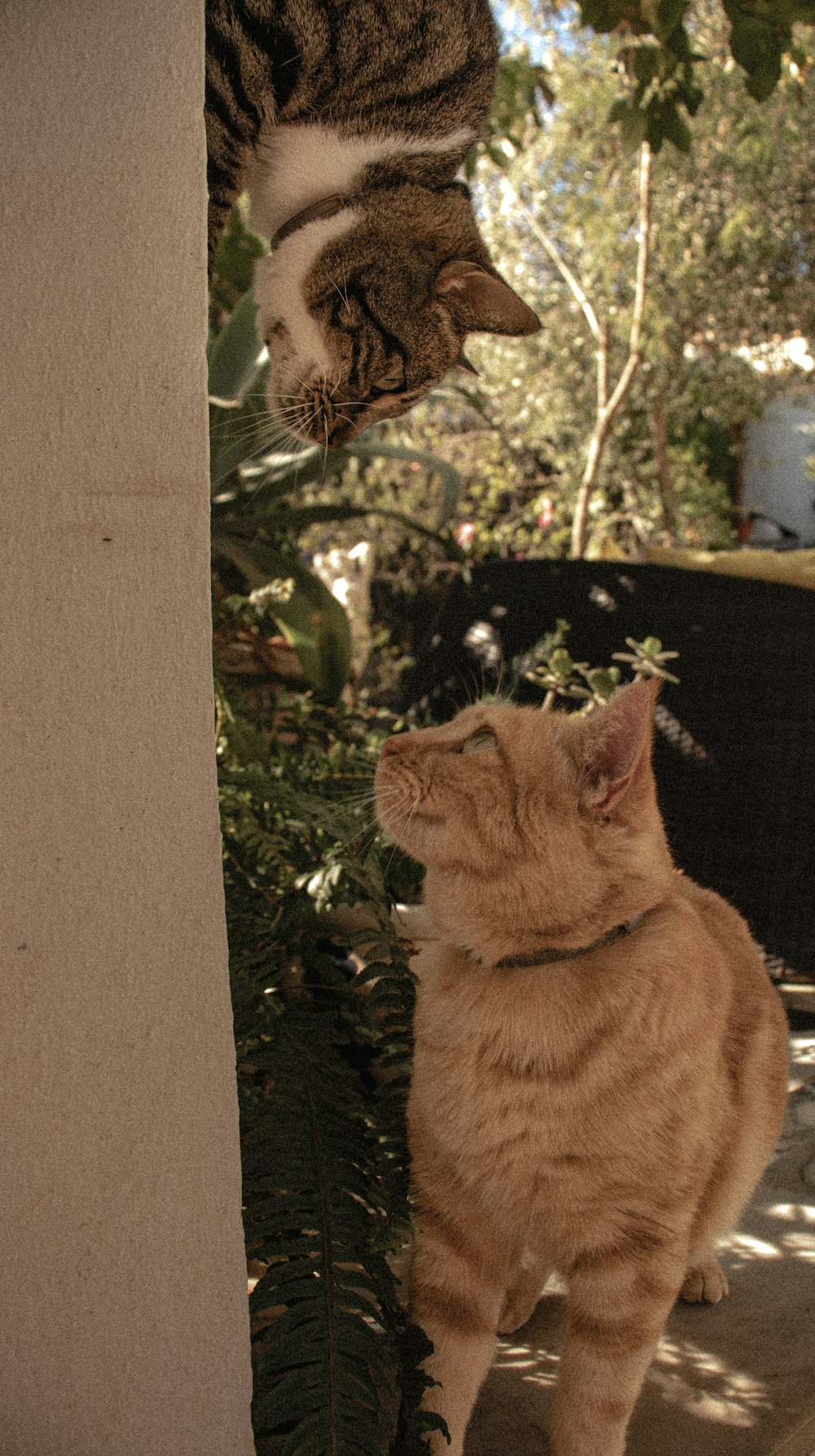 a couple of cats standing next to each other