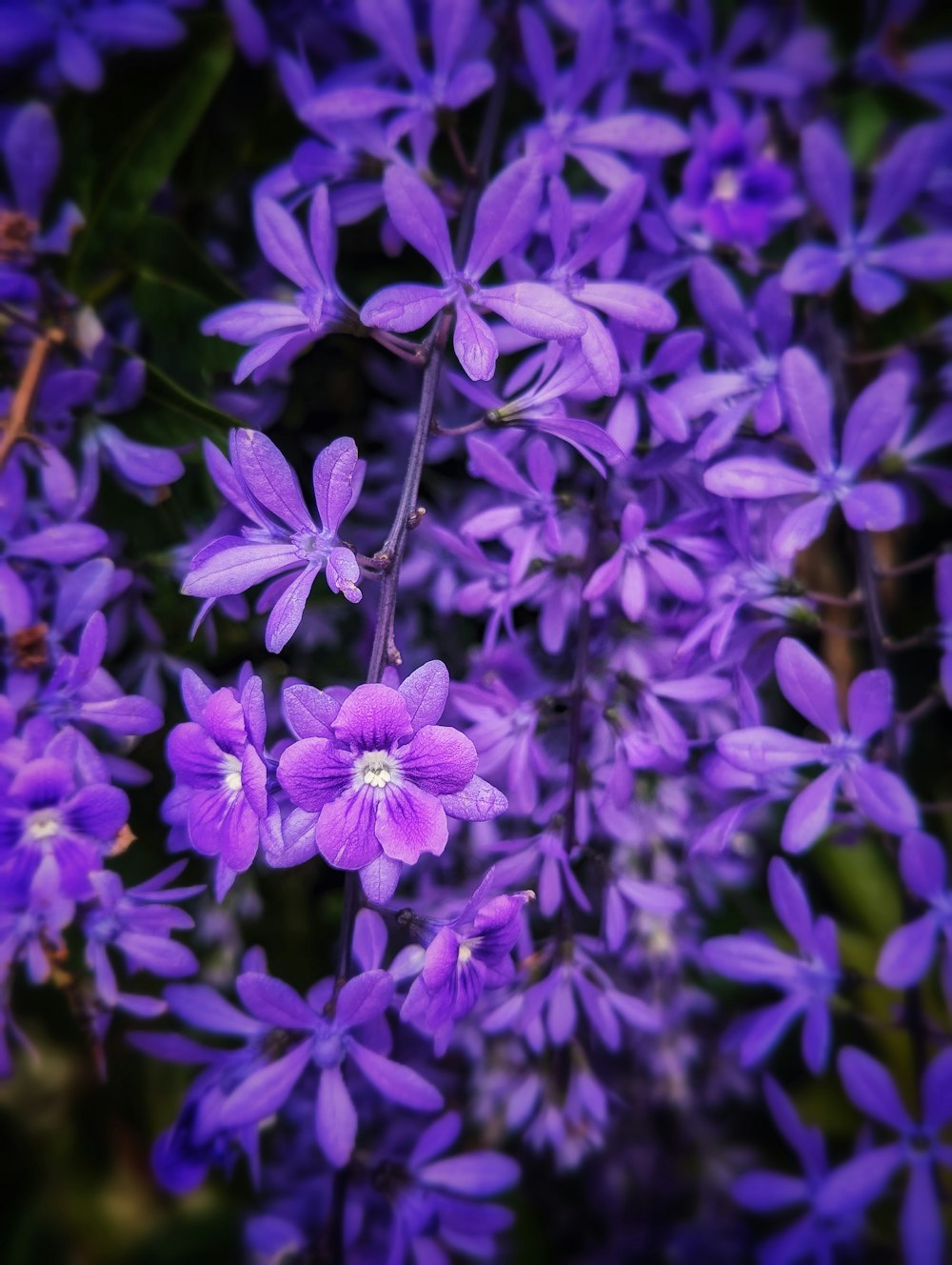 a bunch of purple flowers with green leaves