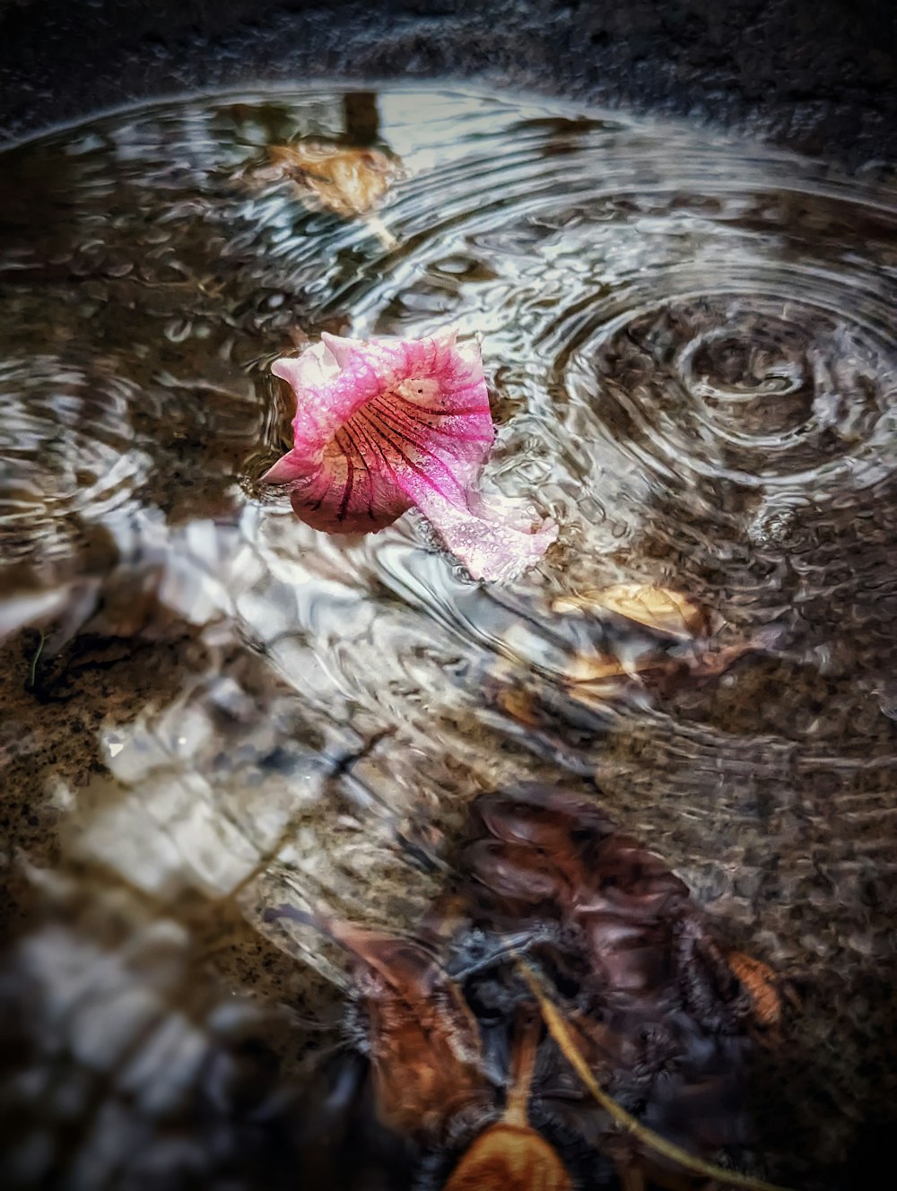 a pink flower floating on top of a body of water