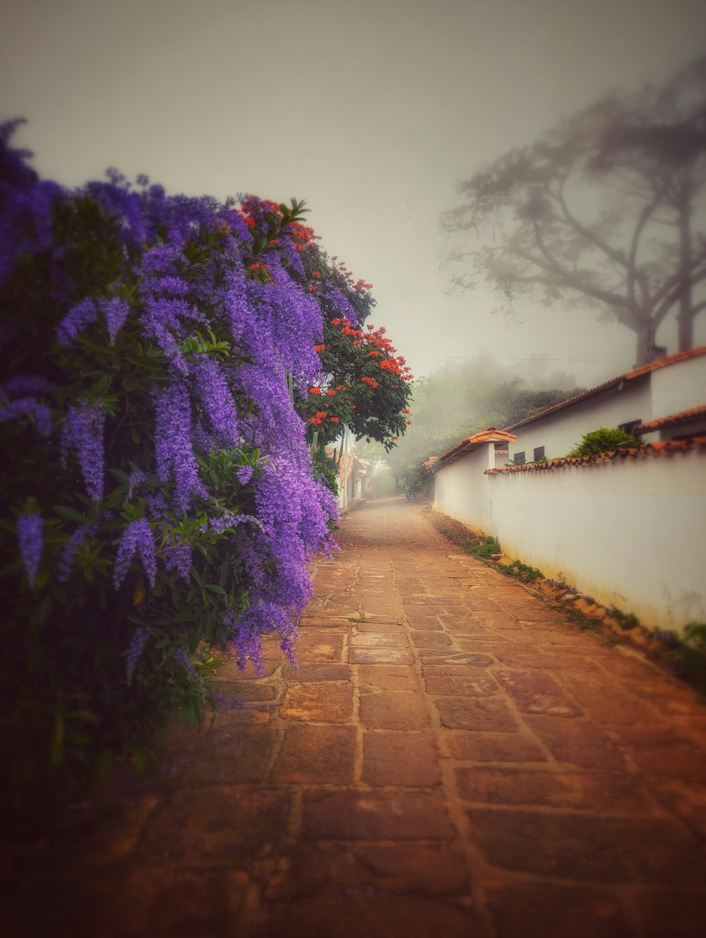 a pathway with purple flowers on the side of it