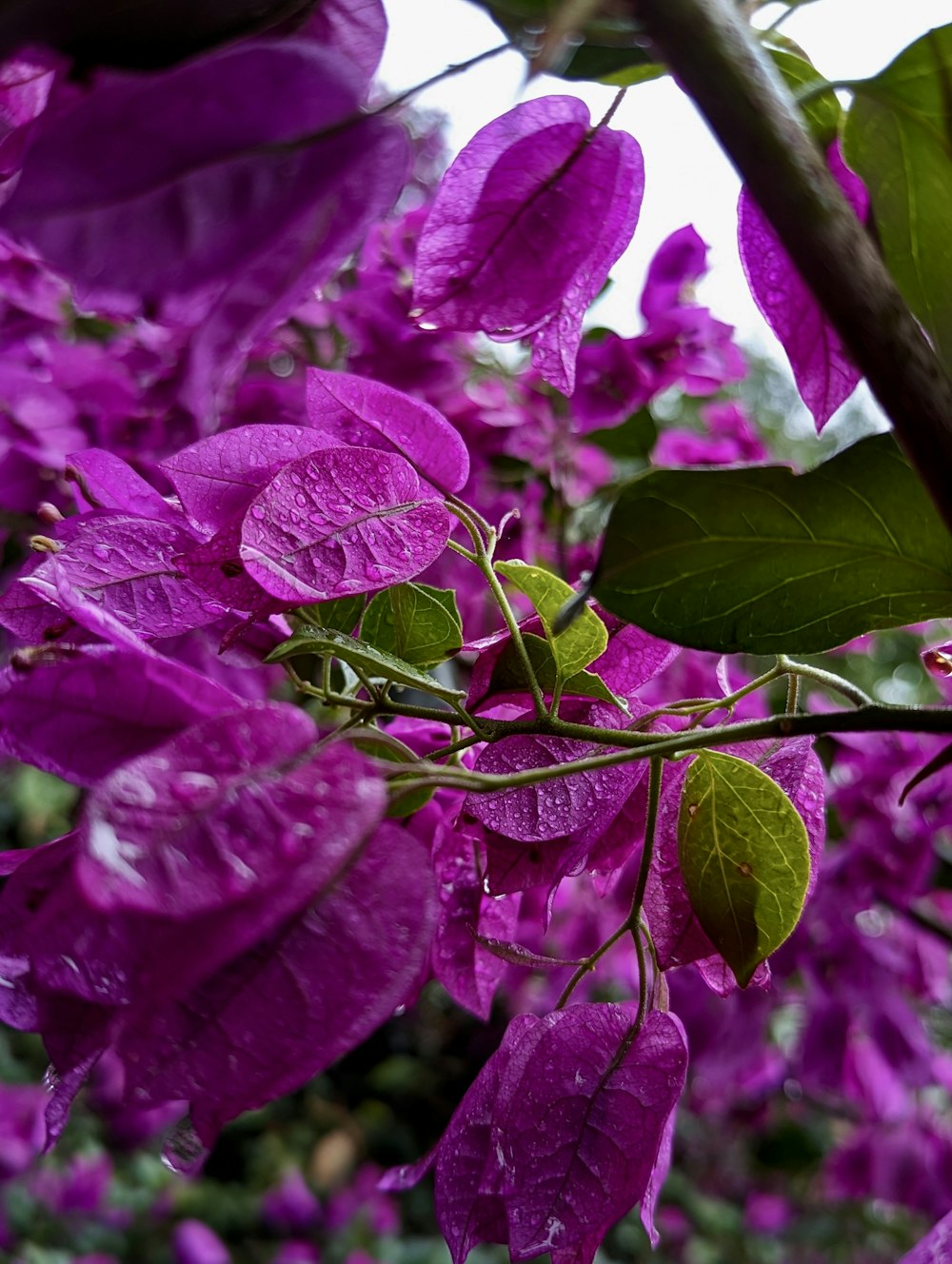 a tree with purple flowers and green leaves