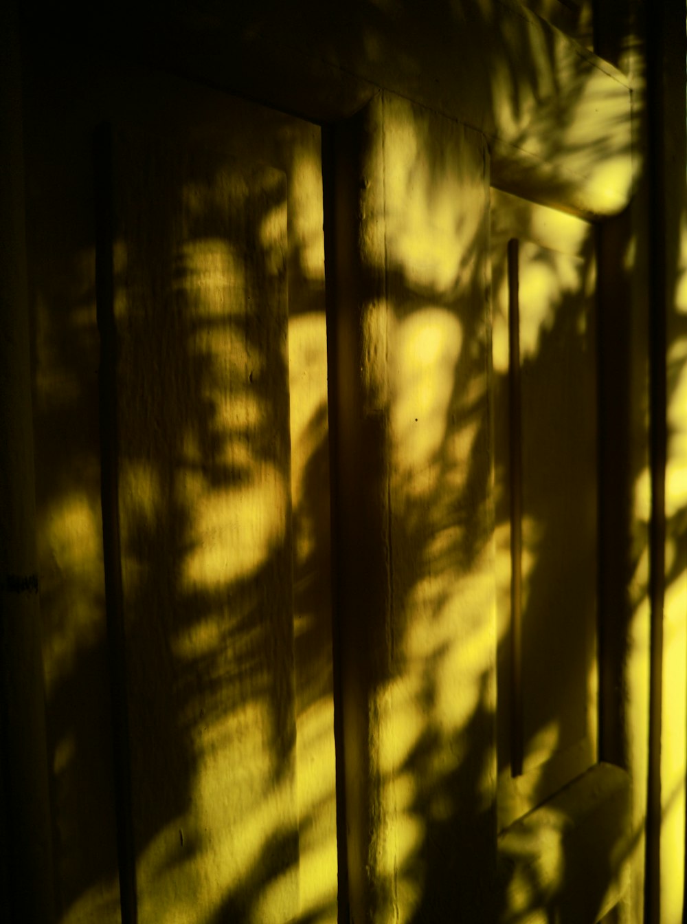 a shadow of a plant on a wall