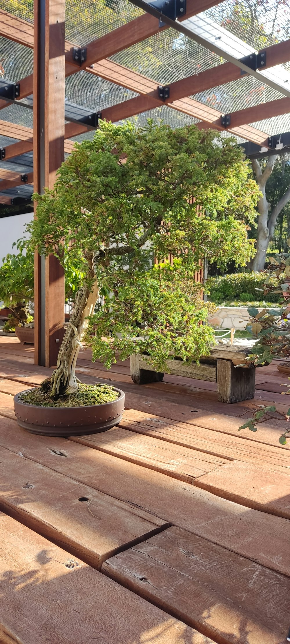 a bonsai tree in a pot on a wooden table