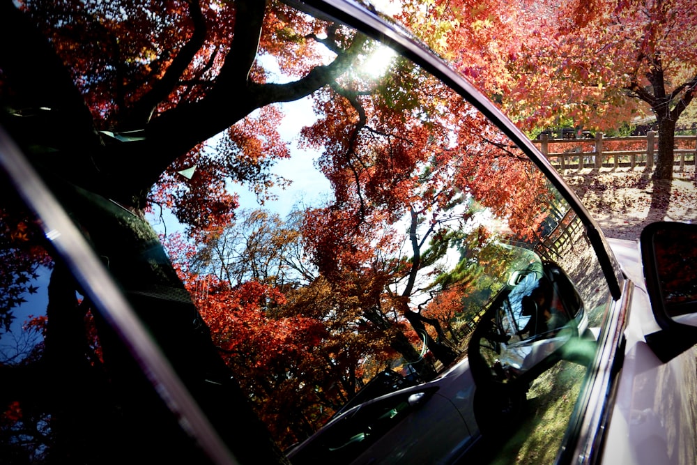 a car's rear view mirror reflecting a tree with red leaves