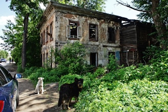 An abandoned two-story building with peeling paint and broken windows is surrounded by overgrown plants and trees. Two dogs are present near the building, and a blue car is parked nearby. The scene gives a sense of neglect and nature reclaiming the space.