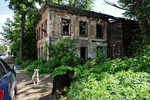 An abandoned two-story building with peeling paint and broken windows is surrounded by overgrown plants and trees. Two dogs are present near the building, and a blue car is parked nearby. The scene gives a sense of neglect and nature reclaiming the space.