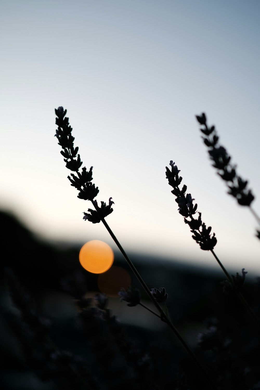 a close up of a plant with the sun in the background