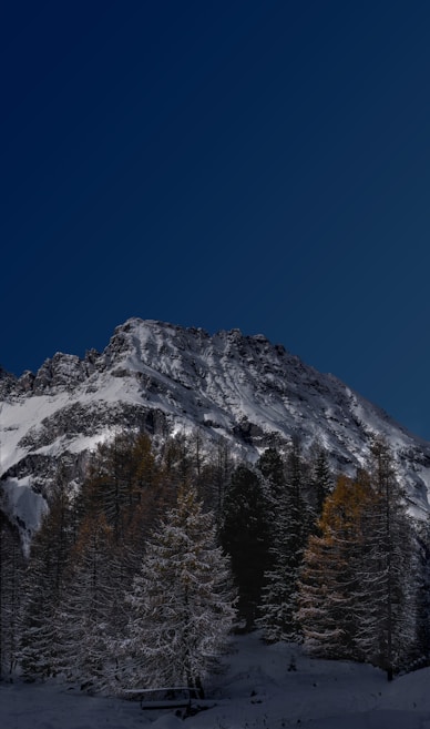 A snow-covered mountain peak rises majestically against a deep, clear blue sky. The lower region of the image is framed by a forest of coniferous trees, some dusted with snow, creating a stark contrast with the towering rocky summit.