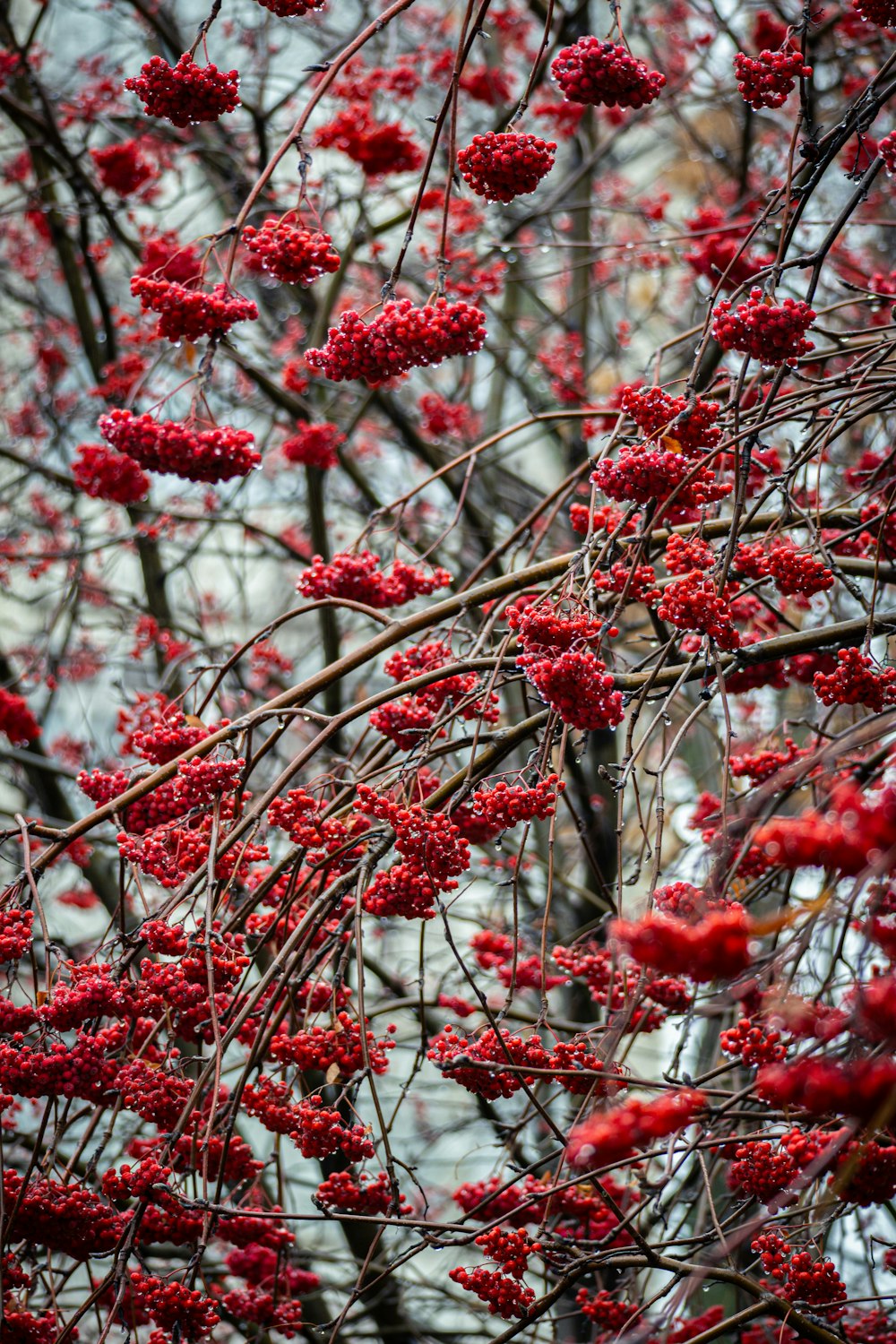 a bunch of red berries hanging from a tree