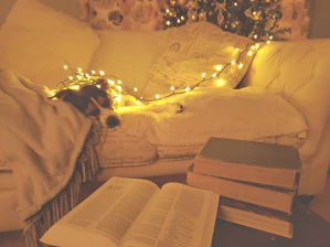 A cozy family holiday cottage with a dog resting by the door.
