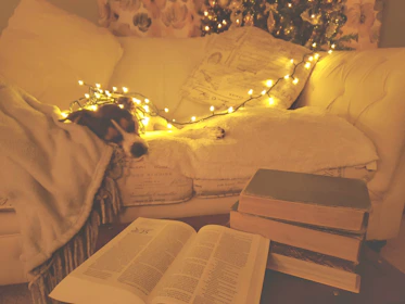 A cozy family holiday cottage with a dog resting by the door.