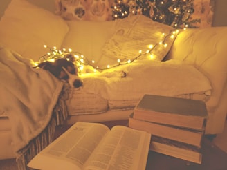 A cozy setting with a dog sleeping peacefully on a couch, wrapped in a blanket and adorned with warm fairy lights. In the foreground, several books are stacked with an open book resting on top. A Christmas tree with ornaments is partially visible in the background.