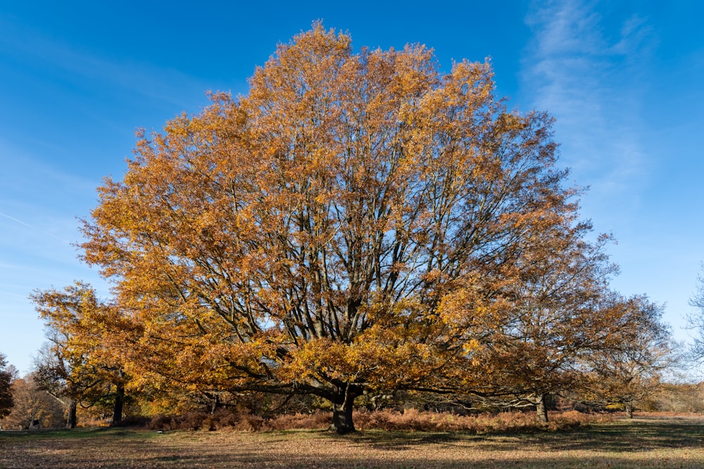 un grand arbre avec des feuilles jaunes dans un champ