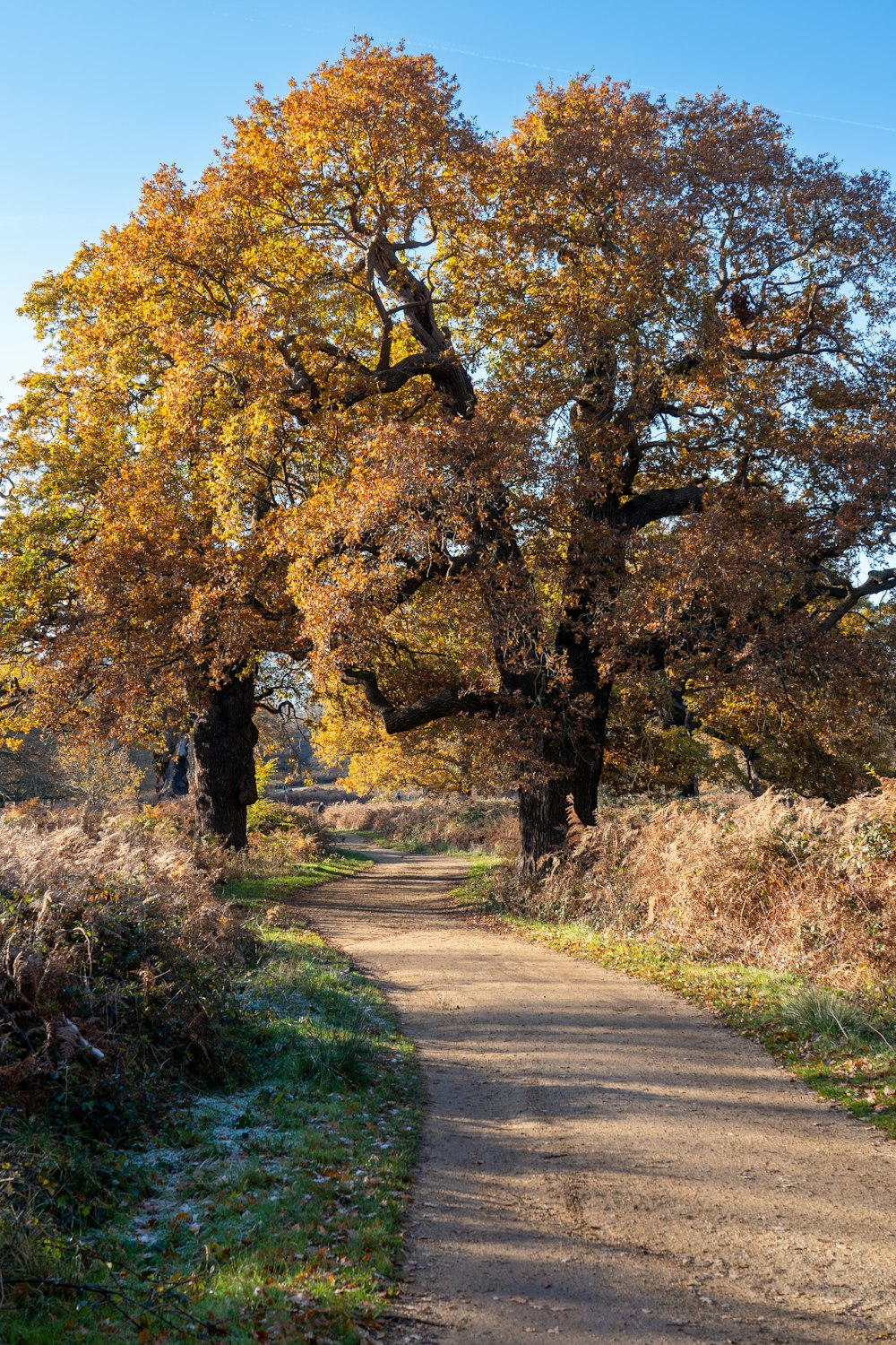 un chemin de terre avec un arbre au milieu