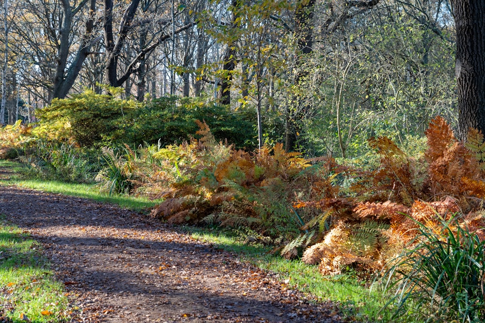 a path in the woods with lots of trees