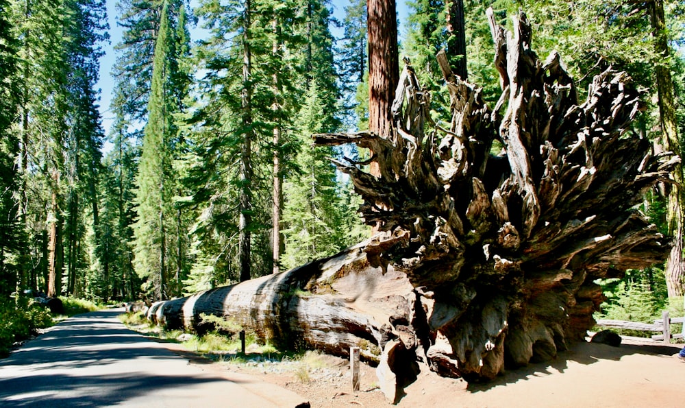 uma grande árvore caída sentada à beira de uma estrada