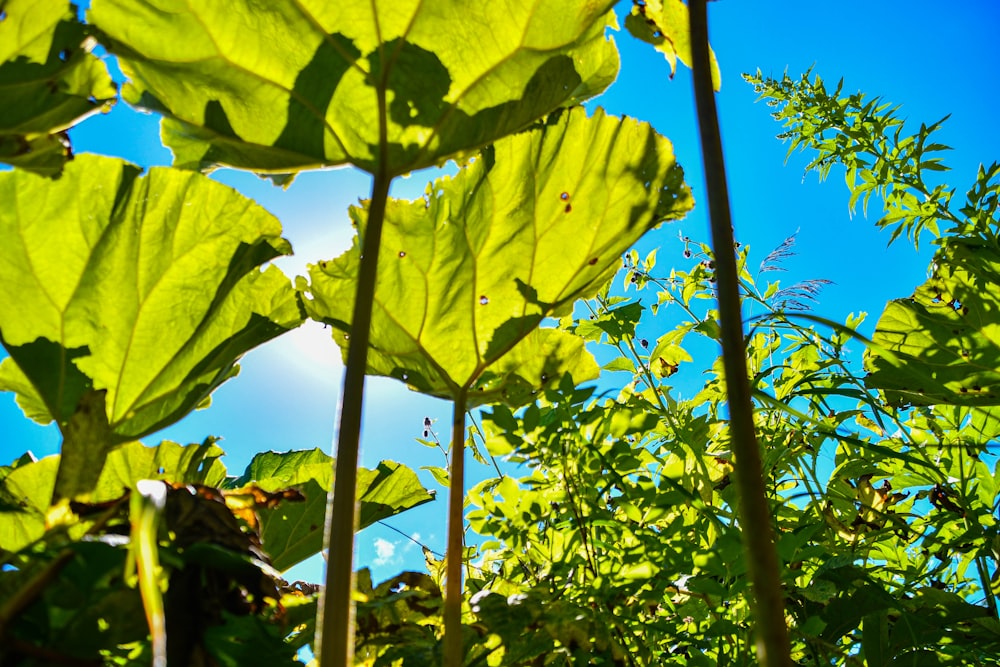 un gros plan d’une grande plante à feuilles vertes