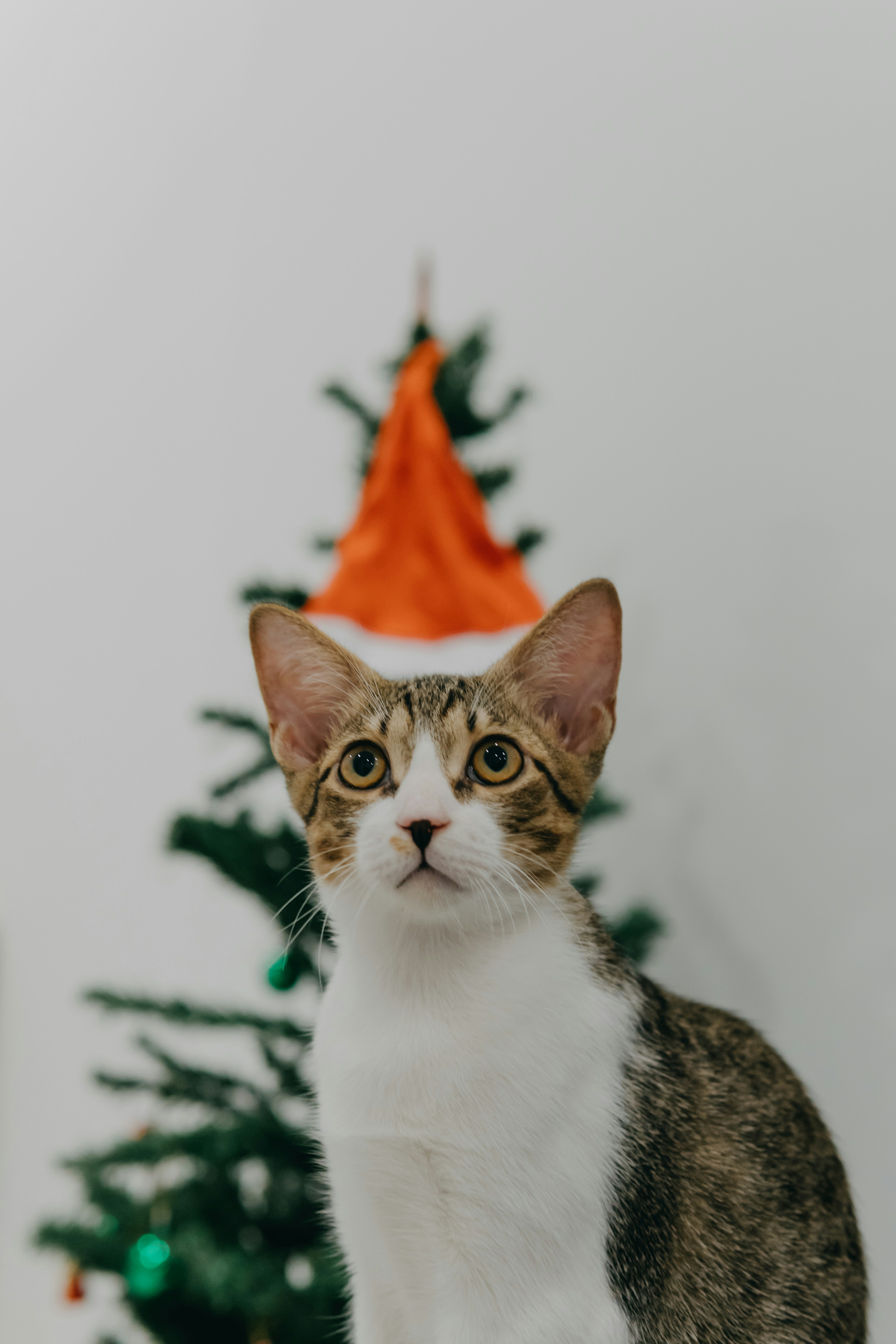 Making A Cat Fur Holiday Ornament