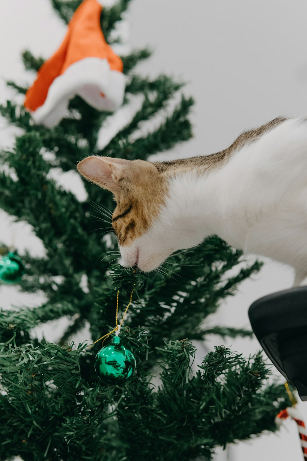a cat sitting on top of a christmas tree