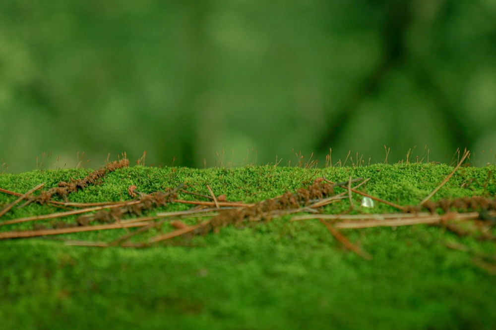 a close up of a mossy surface with a blurry background