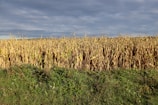 A wide shot of a golden cornfield stretching to the horizon with a farmer inspecting the crop.