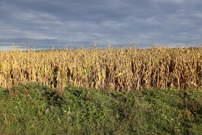 A wide shot of a golden cornfield stretching to the horizon with a farmer inspecting the crop.