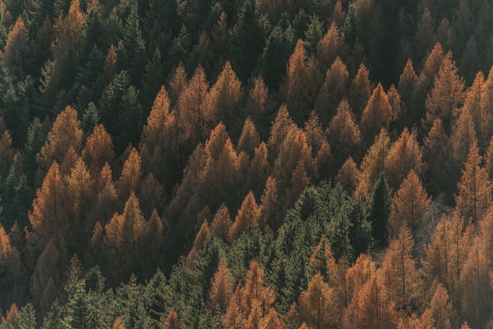 Vista aérea de uma floresta com muitas árvores