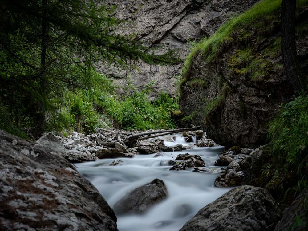 a river running through a lush green forest