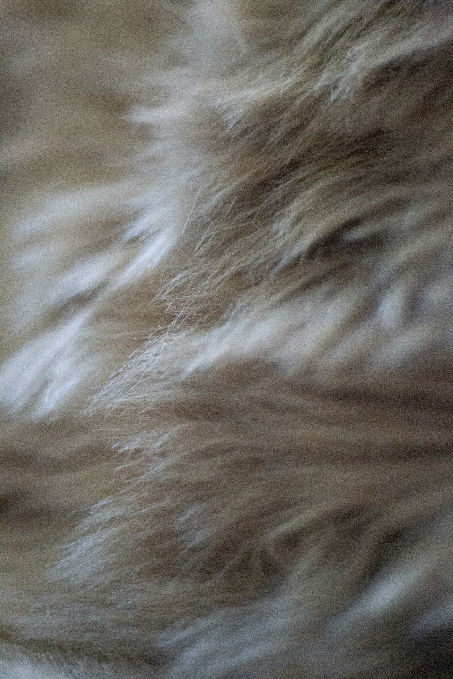 a close up of a furry animal's fur