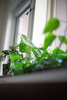 A collection of green leafy plants in front of a large window with white frames. The window allows natural light to highlight the lush foliage. Some of the plants have large leaves with distinctive patterns, while others have smaller, perforated leaves.