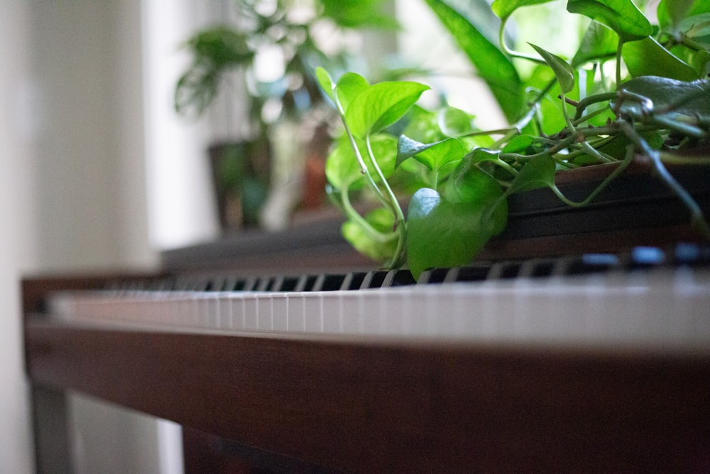a close up of a piano with a plant on top of it