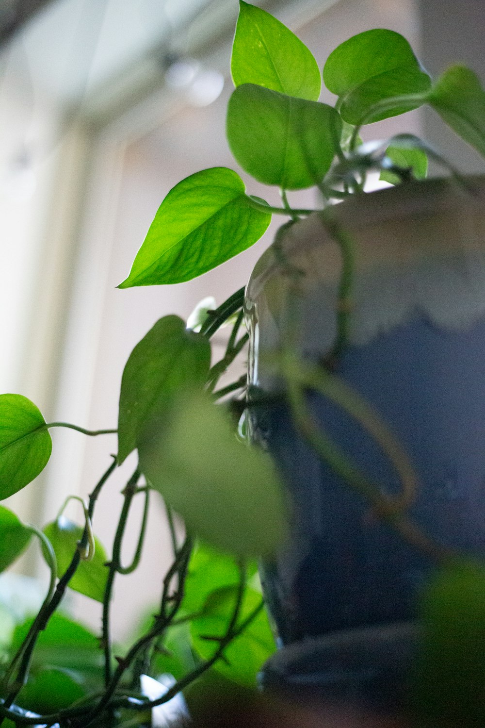 a close up of a potted plant with green leaves