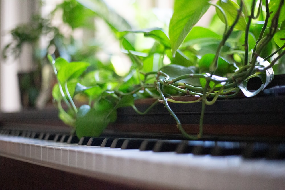 a close up of a plant on a piano